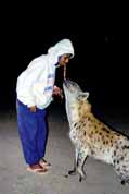 Hyena feeding at Harar. Ethiopia.