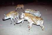 Hyenas during feeding at Harar. Ethiopia.