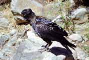 Raven in Simien mountains. North, Ethiopia.
