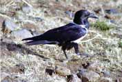 Raven in SImien mountains. North, Ethiopia.