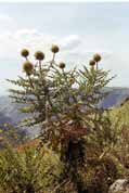 Simien mountains. North, Ethiopia.