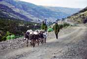 On the way to home from town. Simien mountain. North, Ethiopia.