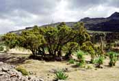 Simien mountains. North, Ethiopia.