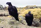 Ravens in Simien mountains. North,  Ethiopia.