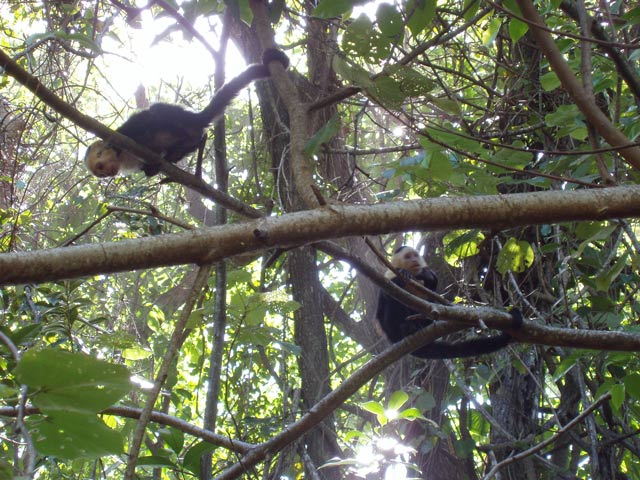 White-faced capuchin monkey. National park Manuel Antonio. Costa Rica.