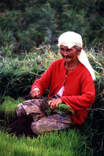Working at rice field near Bukittingi. Sumatra,  Indonesia.