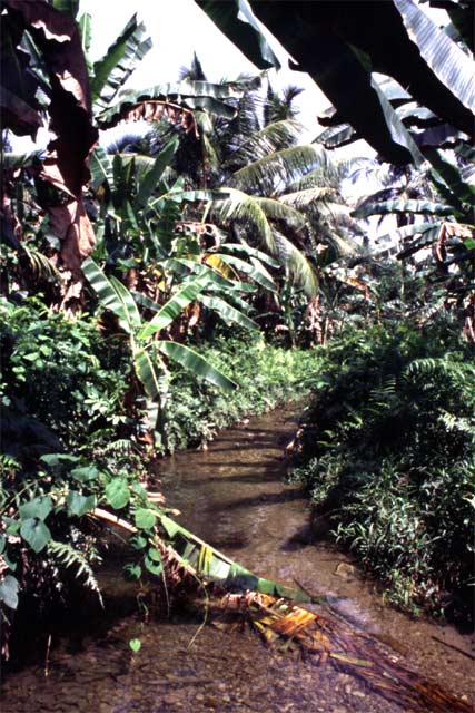 Siberut island. Sumatra,  Indonesia.
