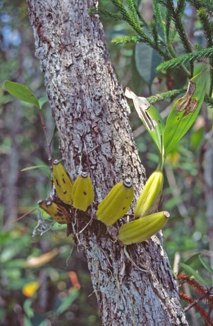Parasite on the tree. Bako national park. Sarawak,  Malaysia.