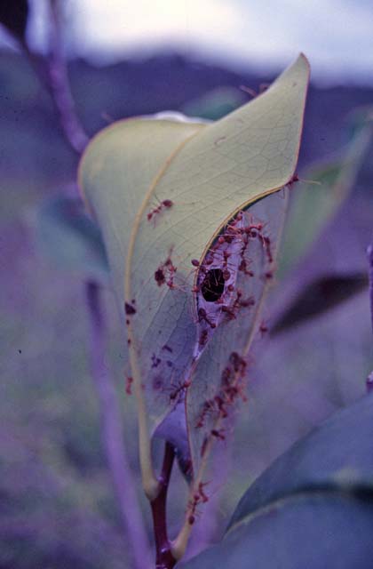 Formicary among leafs on the tree. Bako national park. Sarawak,  Malaysia.