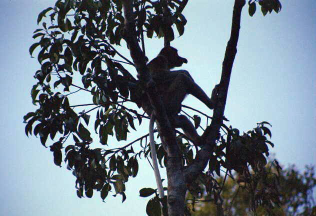 Proboscis monkey in Tanjung Puting national park. Kalimantan,  Indonesia.