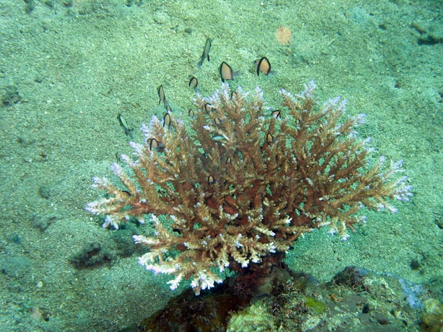 Diving around Bunaken island, Molas Wreck dive site. Sulawesi,  Indonesia.