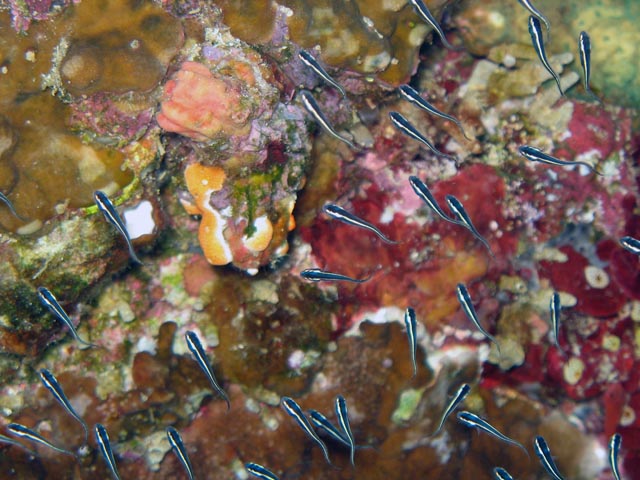 Diving around Bunaken island, Alban dive site. Sulawesi,  Indonesia.