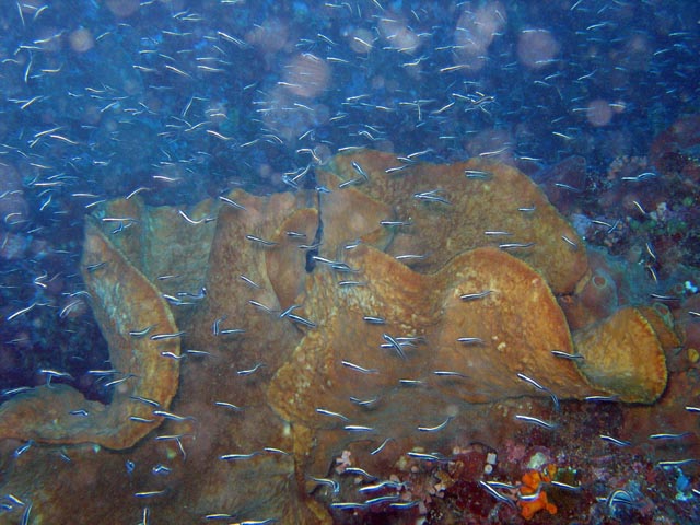 Diving around Bunaken island, Alban dive site. Sulawesi,  Indonesia.