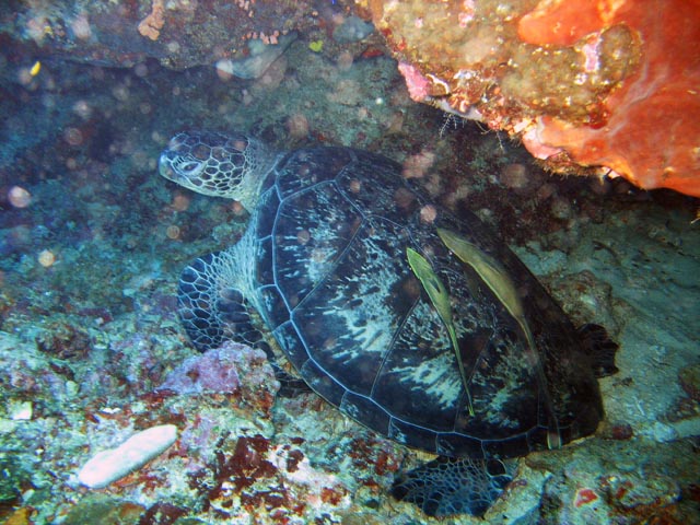 Turtle. Diving around Bunaken island, Lekuan I dive site. Sulawesi,  Indonesia.