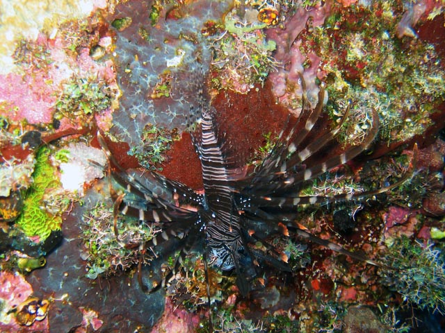 Lionfish. Diving around Togian islands, Kadidiri, Taipee Wall dive site. Sulawesi,  Indonesia.