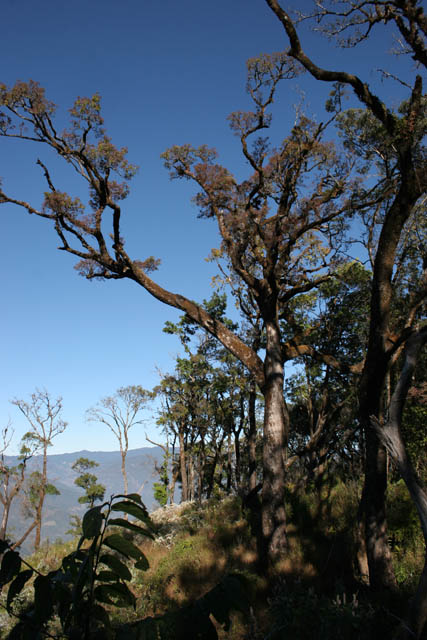 On the way to Mt. Victoria. Chin State. Myanmar (Burma).