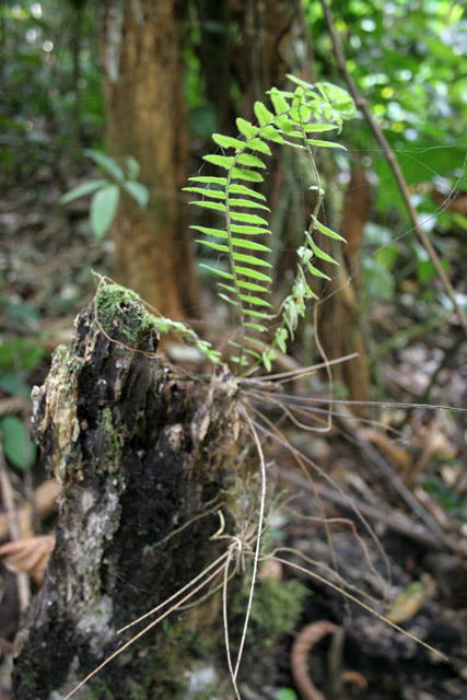 The Korup National Park is in western Cameroon against the Nigerian border. It has 1259 sq km of tropical rainforest known for its high biological diversity, including more than 50 species of large mammals. Cameroon.