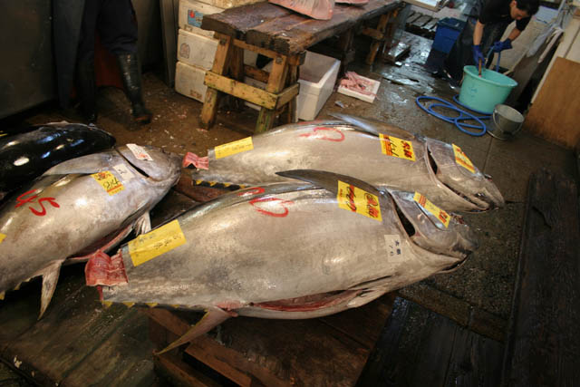 Tsukiji fish market, Tokyo. Japan.