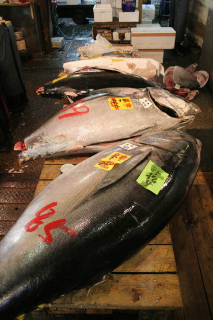 Tsukiji fish market, Tokyo. Japan.