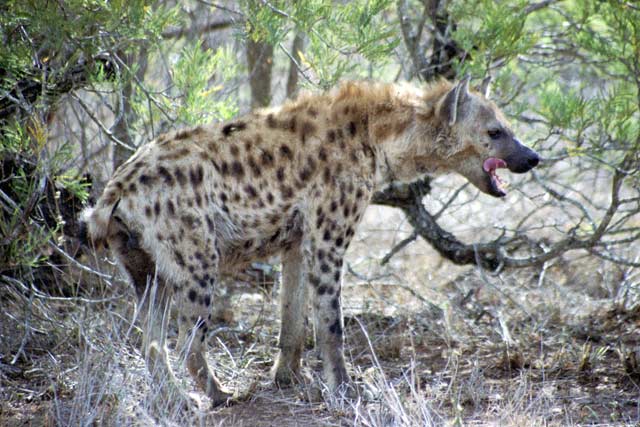 Spotted hyaena, Kruger National Park. South Africa.