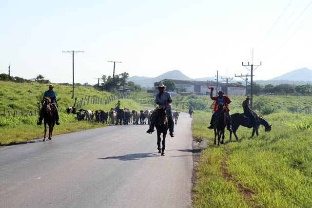 Real cowboys. Cuba.