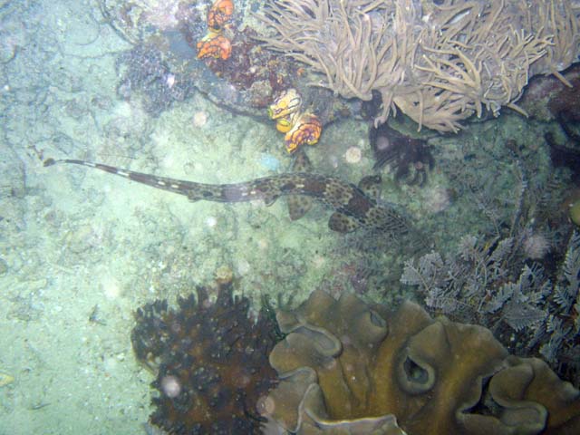 Whitespotted bamboo shark. Mike's Point dive site, Raja Ampat. Papua,  Indonesia.