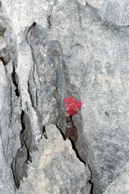 Flower inside the Grands Tsingy, l'Ankarana National park. Madagascar.