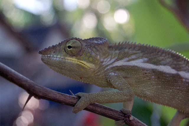Chameleon, Nosy Be. Madagascar.